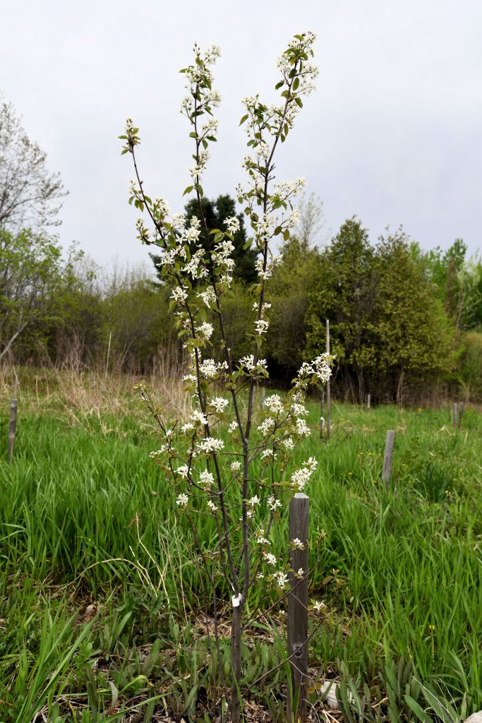 Saskatoon Spring Bloom Saskatoons in bloom – Ottawa Food Forests